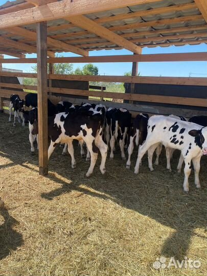 Продаются телята