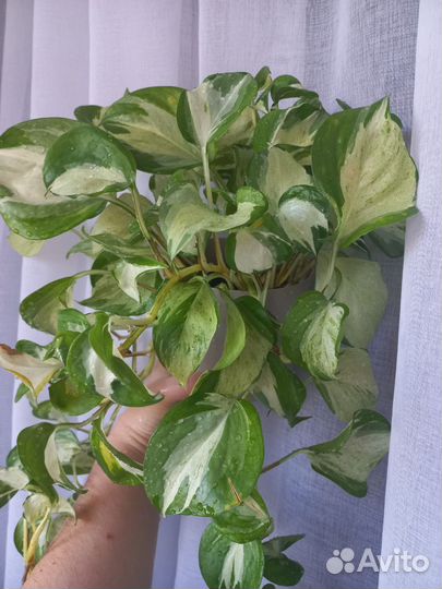 Сциндапсус взрослый