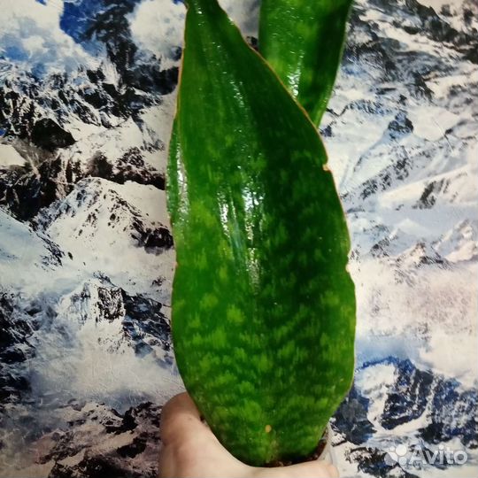 Сансивьерия