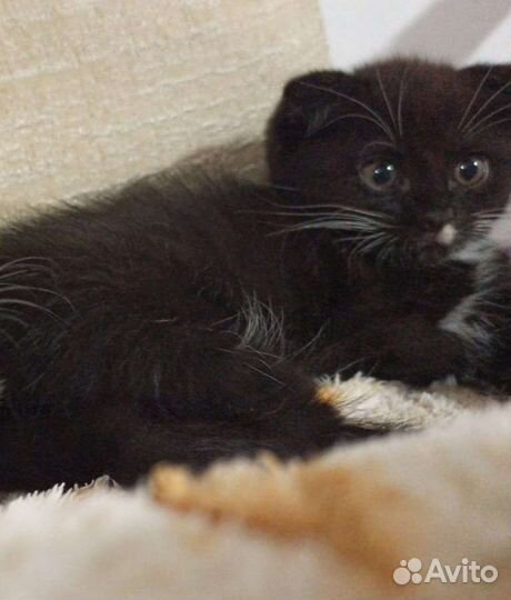 Отдам вислоухих котят в хорошие руки бесплатно