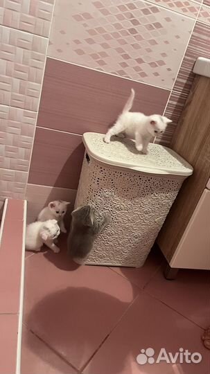 Продаются котята