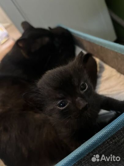 Котята в добрые руки мальчики