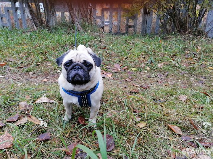 Вязка мопс девочка