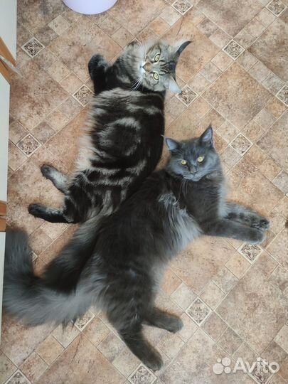 Котята мейн-кун