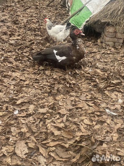 Мускусные утки тяжелые линии