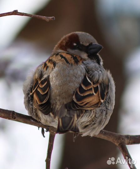 Сиделка,Няня