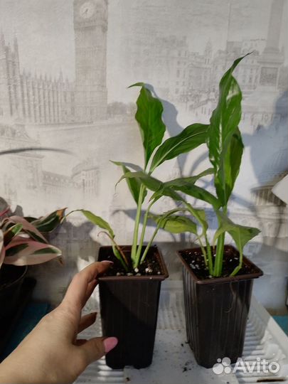 Спатифиллум, гиппеаструм