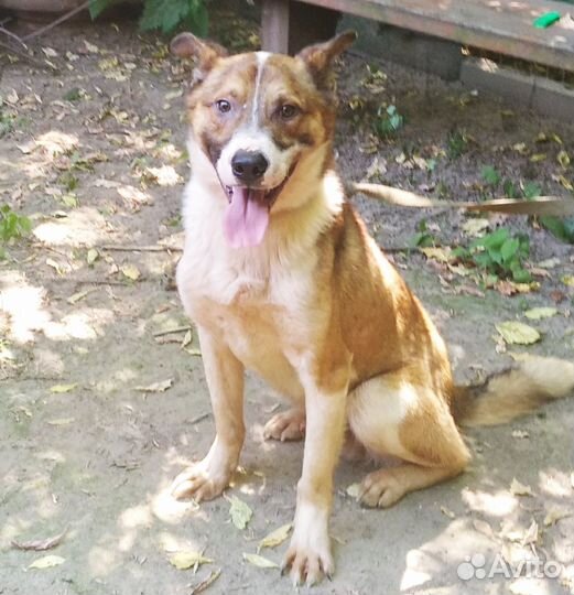 Очаровательный подросток Рэй ищет дом