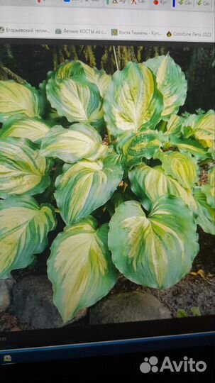 Хоста, лилейники, ирисы