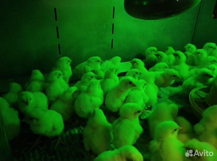 Цыплята бройлера