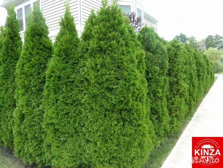 Туя смарагд 1,98 м