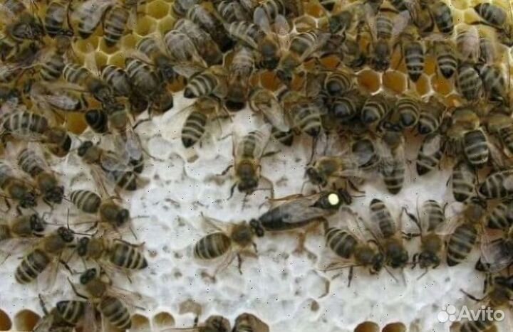 Качественные Пчелопакеты 2024