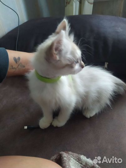 Отдам кошечку