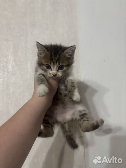 Отдам котят