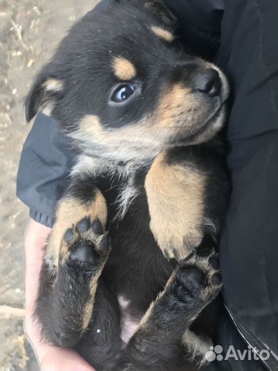 Девочка в добрые руки