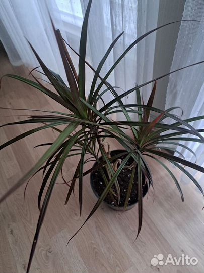 Пальма драцена