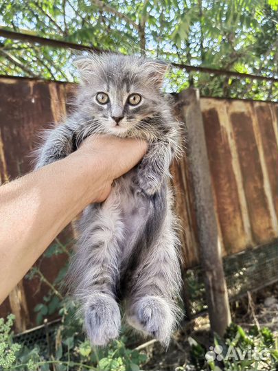 Котята 2х мес в добрые руки даром