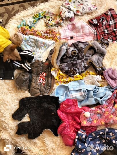 Одежда для маленьких собак