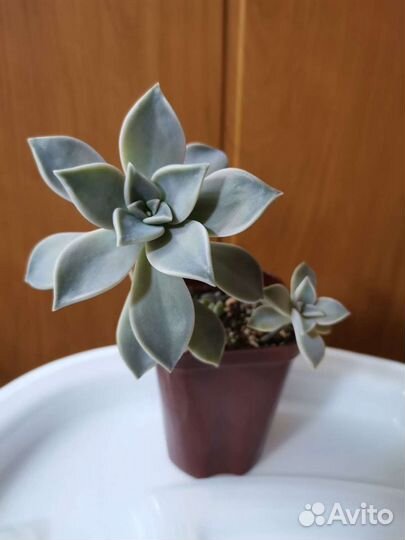 Суккуленты почтой часть 3 из 9