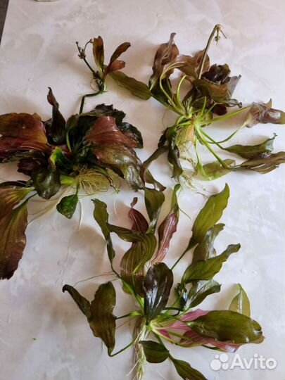 Аквариумные растения