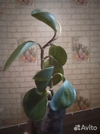 Пеперомия туполистная