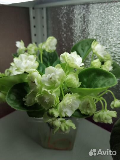 Черенки сортовых фиалок