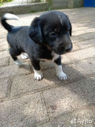 Щенки в добрые руки