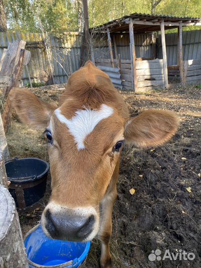 Телочка джерси +айширская