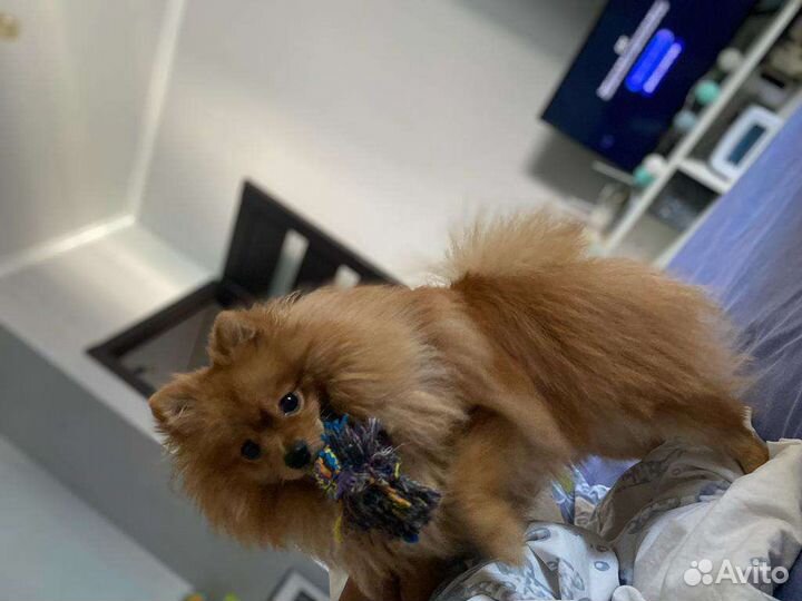 Померанский шпиц вязка