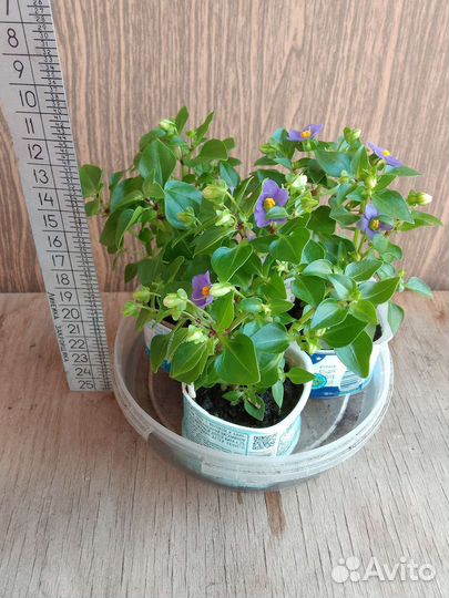 Экзакум (Персидская фиалка)