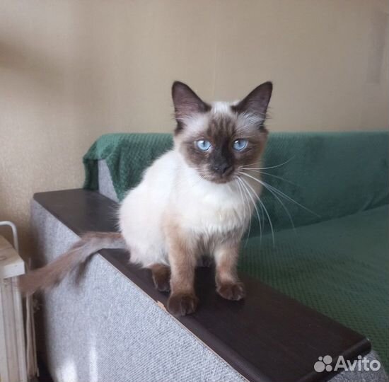 Регина - Девочка безумно трепетная и нежная