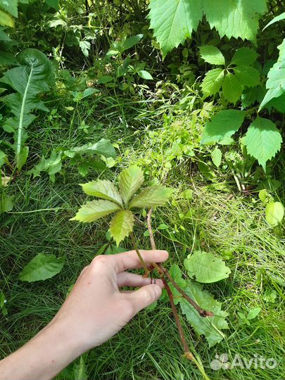 Дикий виноград