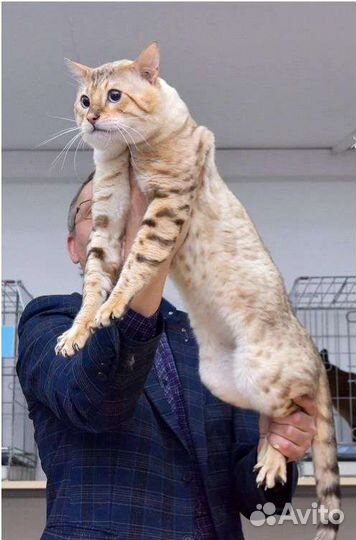 Бенгальский кот вязка/продажа