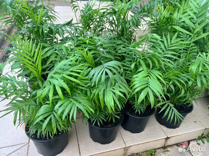 Хамедорея бамбуковая пальма