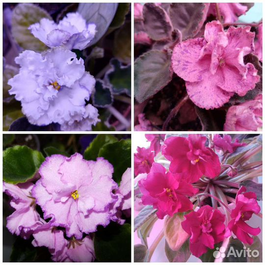 Комнатные цветы