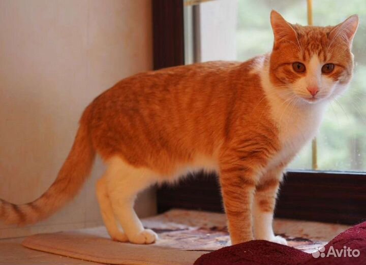 Солнечные котики в добрые руки