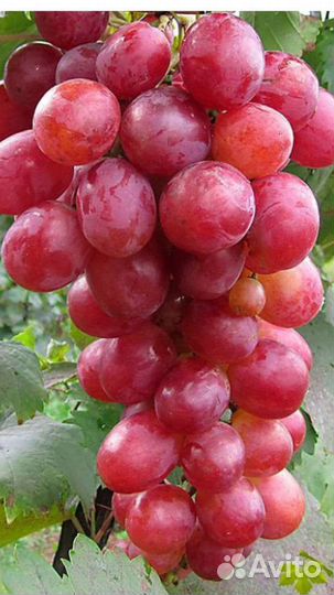 Черенки и саженцы винограда