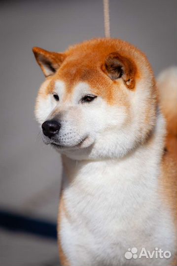 Шиба сиба ину, кобель, импорт Чехия