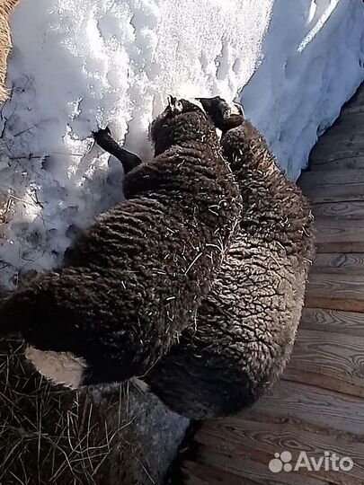 Романовские овцы, ягнята