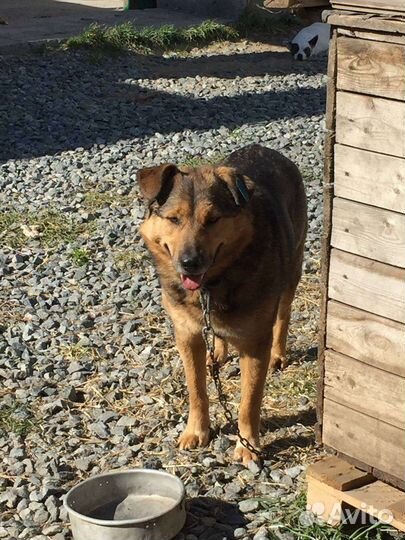 Собака бесплатно