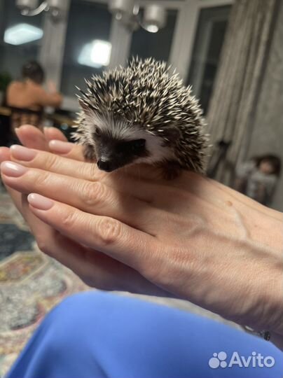 Ежата африканские карликовые