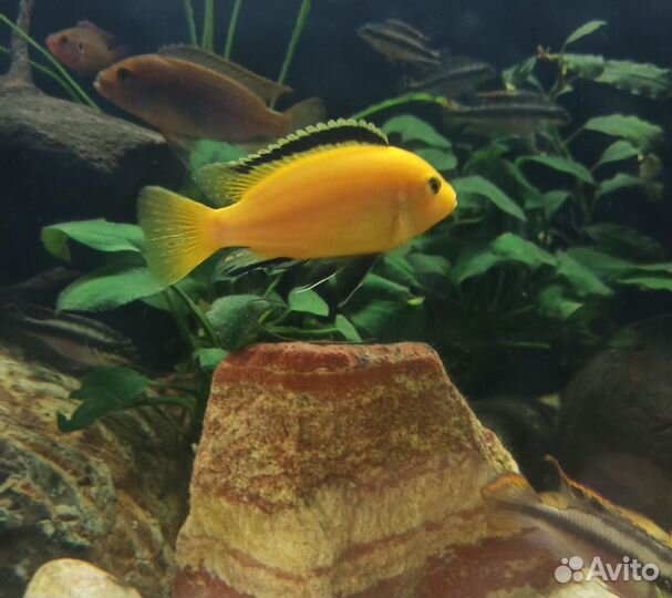 Цихлида Лабидохромис еллоу самец