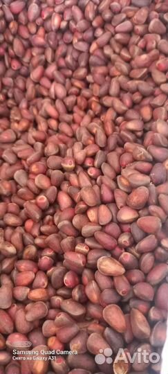 Продам свежий кедровый орех
