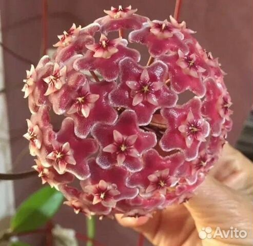 Хойя публикалис сильвер пинк