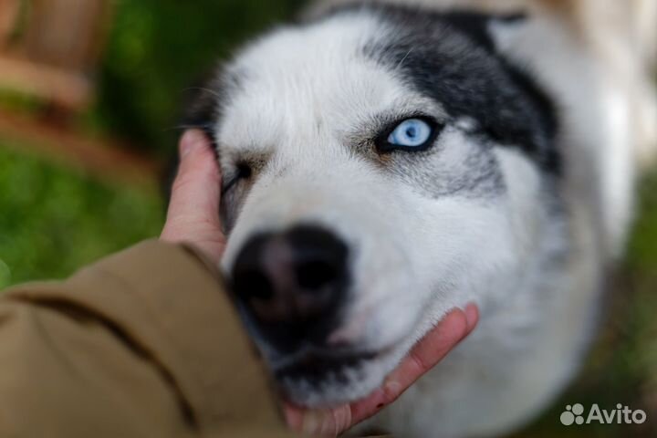 Хаски в добрые руки