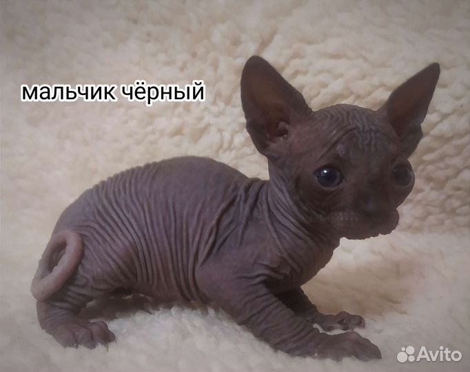 Канадский сфинкс котенок