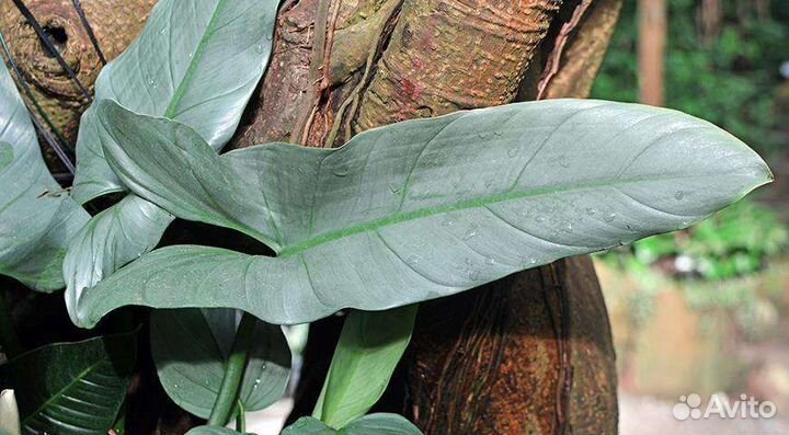 Филодендрон Сильвер hastatum silver sword
