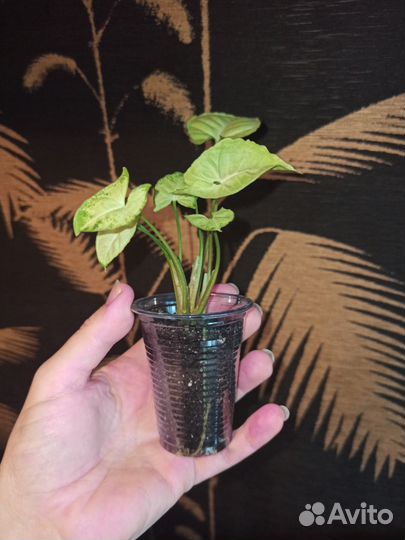 Комнатные цветы