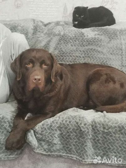 Кобель лабрадора вязка