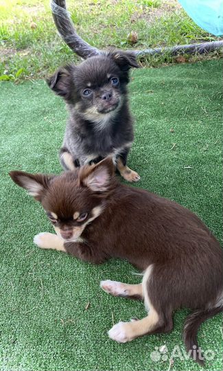 Щенки чихуахуа стандарт и мини